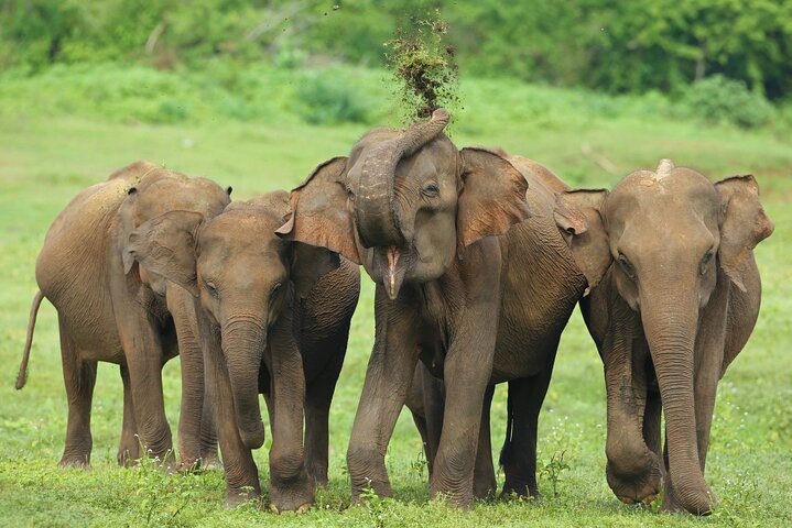 Udawalawe National Park Safari from Hambantota Seaport - Photo 1 of 10